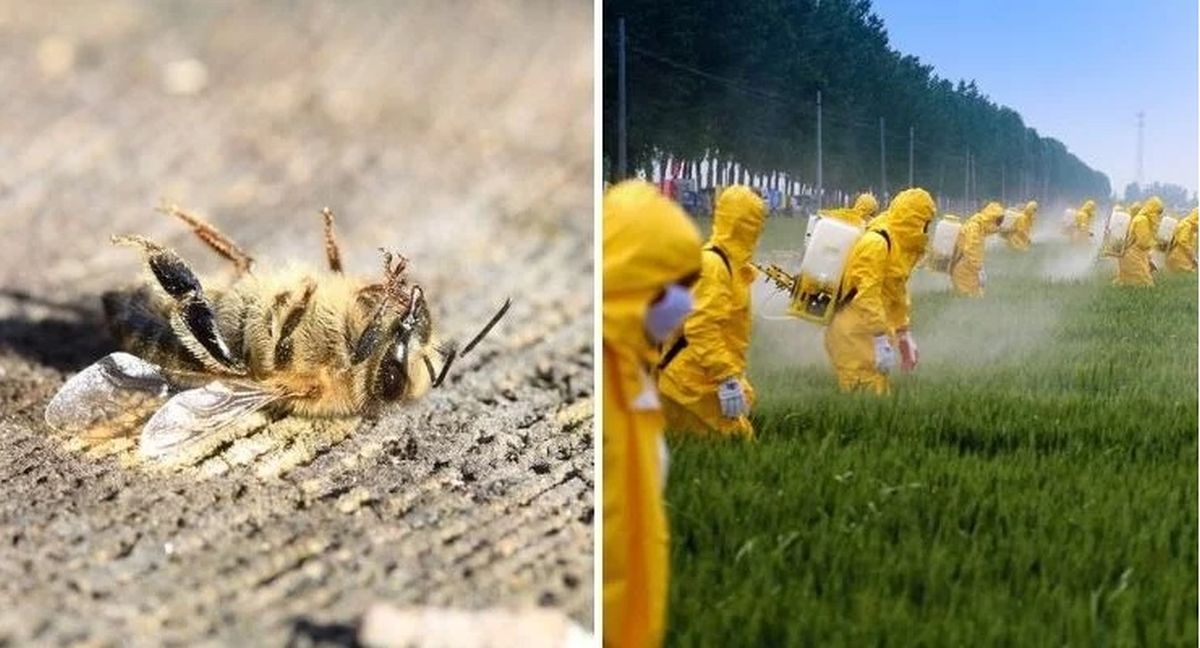 ПАМЯТКА сельхозтоваропроизводителям и пчеловодам по предотвращению отравления пчел пестицидами.
