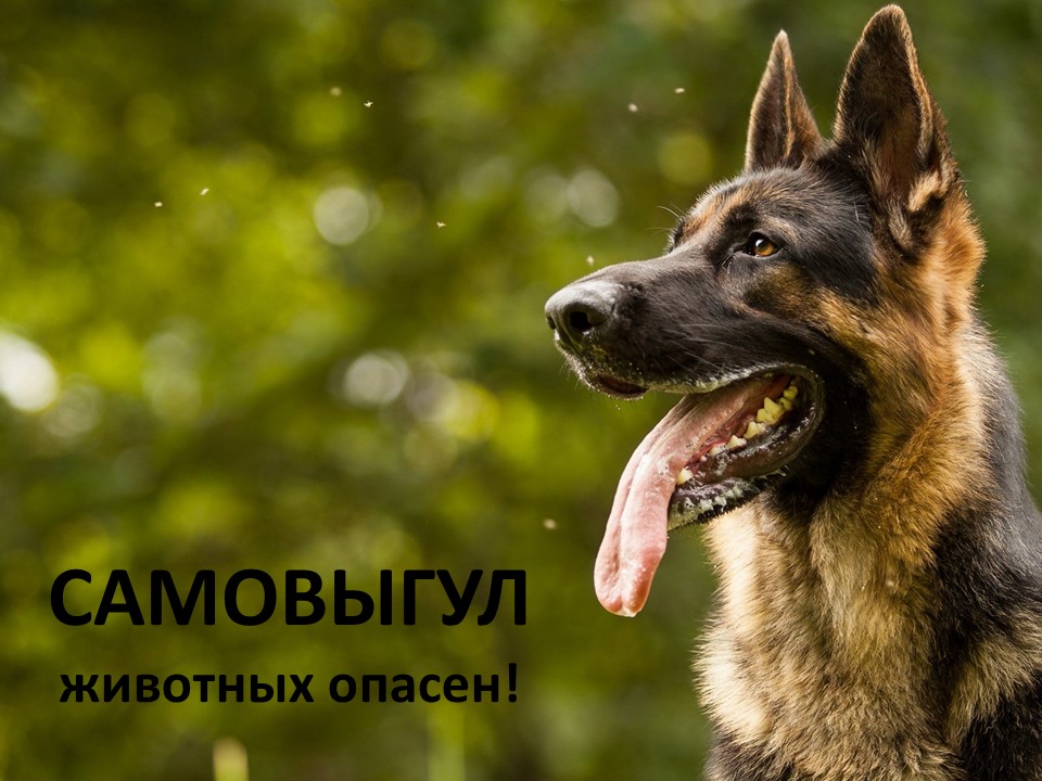Ответственное обращение с животными.