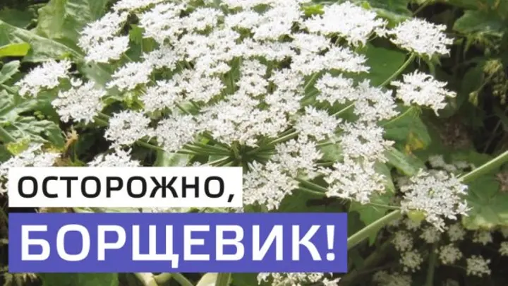 Информация по борьбе с борщевиком. Информация по борьбе с борщевиком.